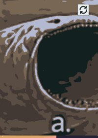 feed character