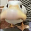 dumbAhh_duck avatar