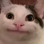 belunga avatar