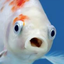 soyelpjj avatar