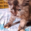 AthenaSeimei avatar