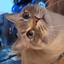 thesnowycat avatar