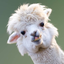 lama_11 avatar