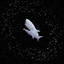 fish_hamster_Official avatar