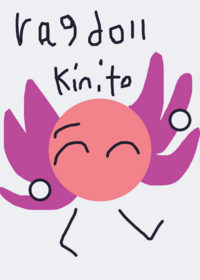 Kinito pet ragdoll