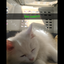 kittylovelizzy avatar