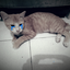 meng_meng_the_cat avatar