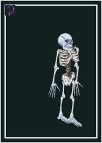 Skellyton ragdoll