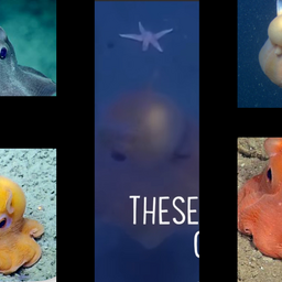 @DUMBOCTOPUS