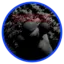 Dumbo1624 avatar