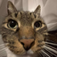 basia avatar