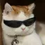 Zimeurcat121622 avatar