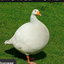 younger_goose avatar