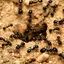 the_ants_2 avatar