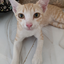 CraftyCat avatar