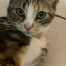 @hoppys_cat_charlie