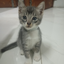 cat_idkbro avatar
