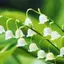 lily_of_the_valley avatar