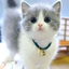 kittybeantoes avatar