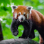 red-panda- avatar