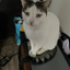yourlocalmurderer avatar