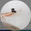 Krillson avatar