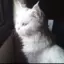 Leeny268kw_meowh avatar
