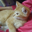 CatsFromMalaysia avatar