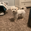 My_Cutie_doggie avatar