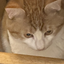 HatsuHiNoSekai avatar