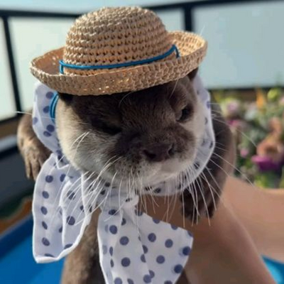 @bi_the_otter