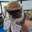 bi_the_otter avatar