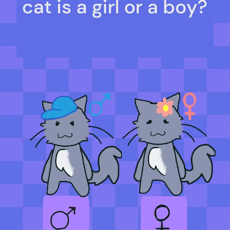 Is Smoke Cat a girl or a boy? by @smoke_cat