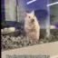 Chef_Rat_alt avatar