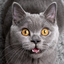2hwh_cat avatar