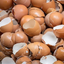 eggsheller avatar