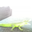crocodilo avatar