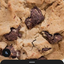 cookieking2020 avatar