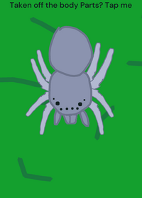 Spider