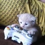 muffin_dev avatar