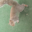 squirrels_aremykids avatar