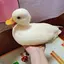 DuckCastle21 avatar