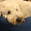 i_love_labradoodles avatar