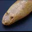goofyahh_snake avatar