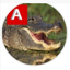 AmipyMobile avatar