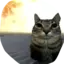GatitoGod avatar