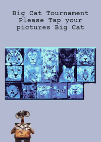 Big Cat Tournament