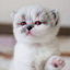 raykiller avatar