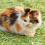 catcr4zy_Lover avatar