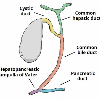 @gallbladder
